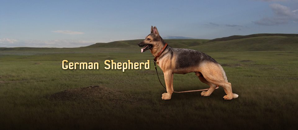 DID AS003 Animal Series Animal Series German Shepherd Dogs 1/6 